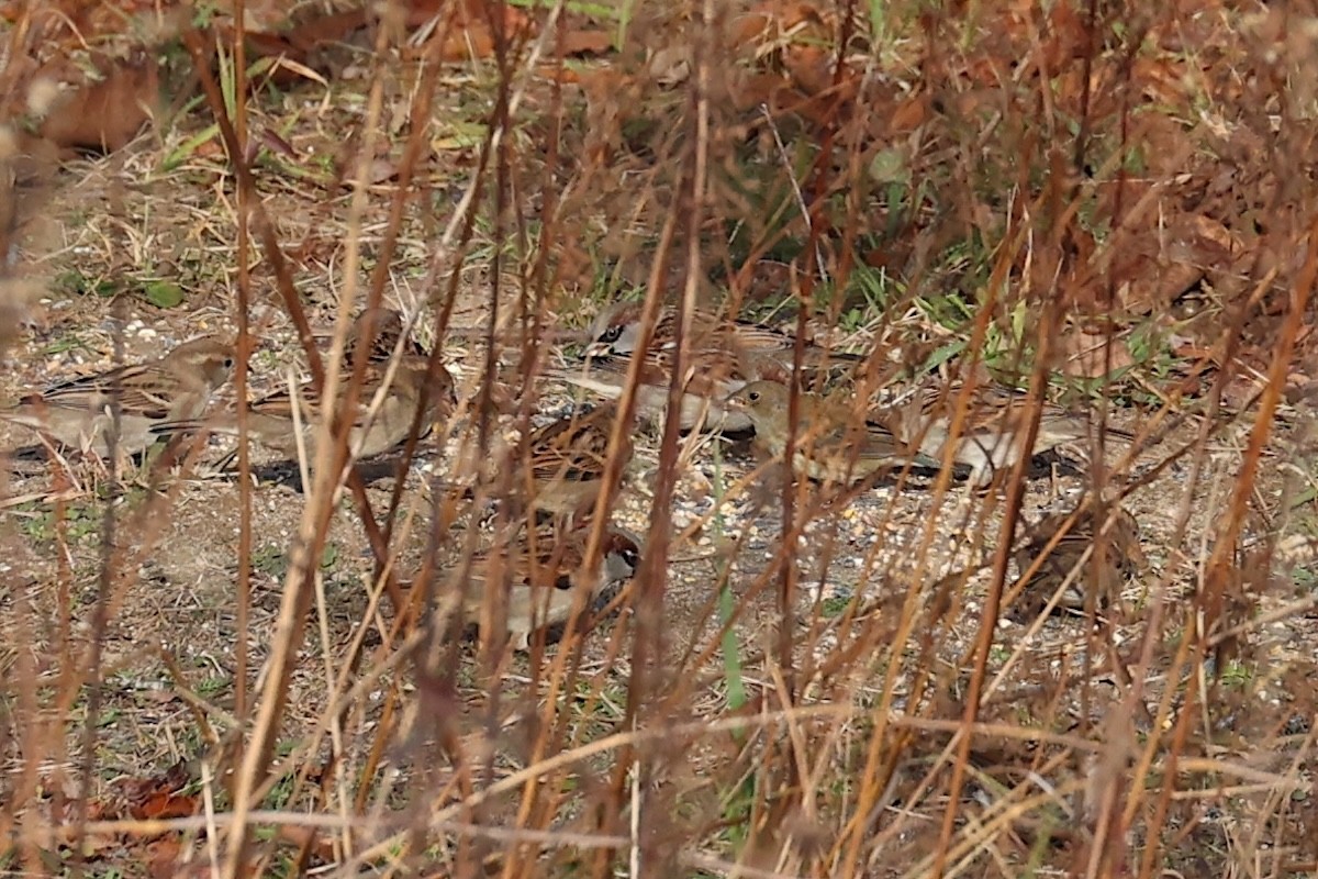 Passerin indigo - ML646692179