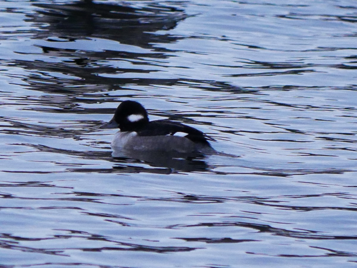 Bufflehead - ML646692181