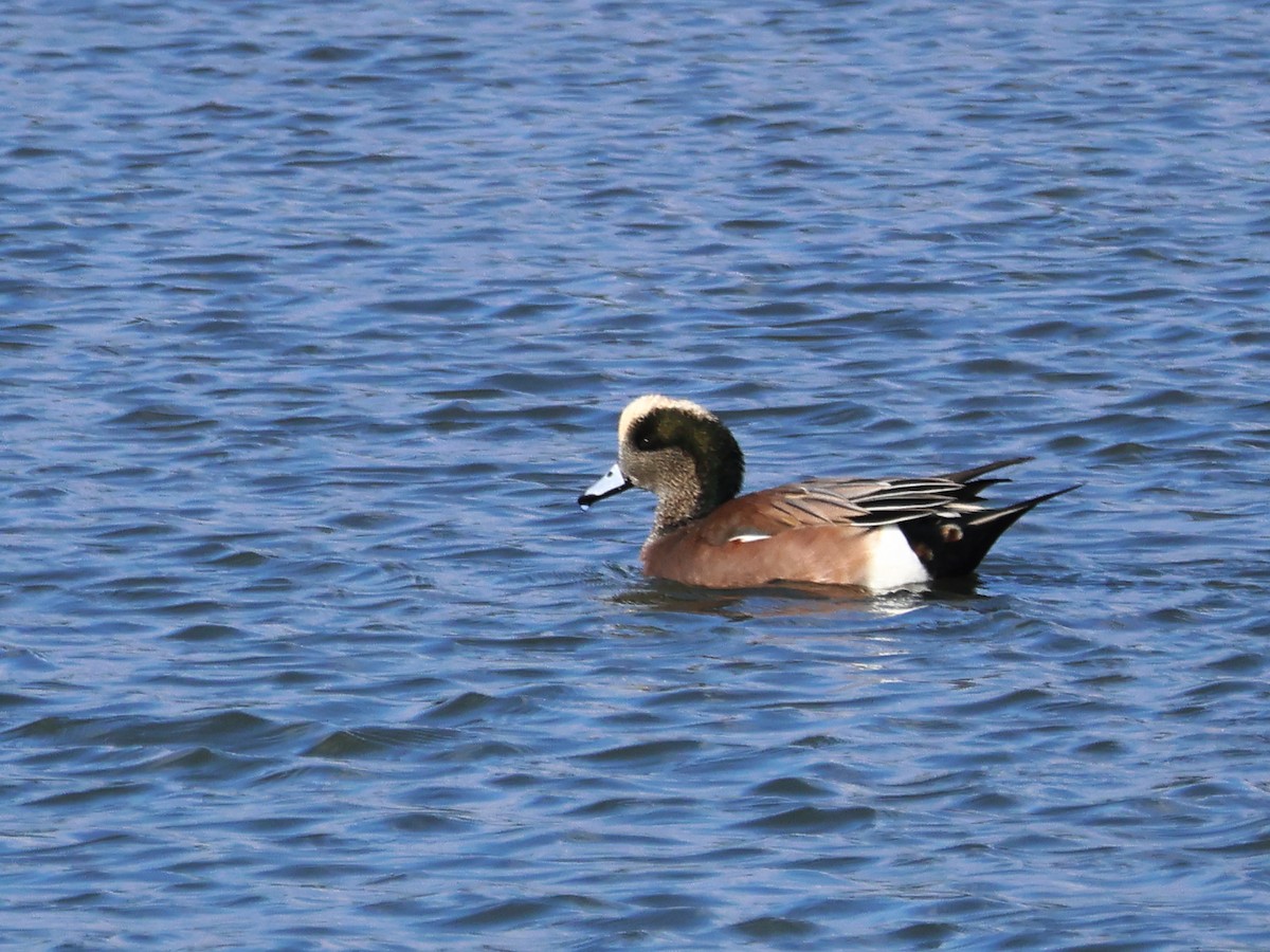 アメリカヒドリ - ML646692182