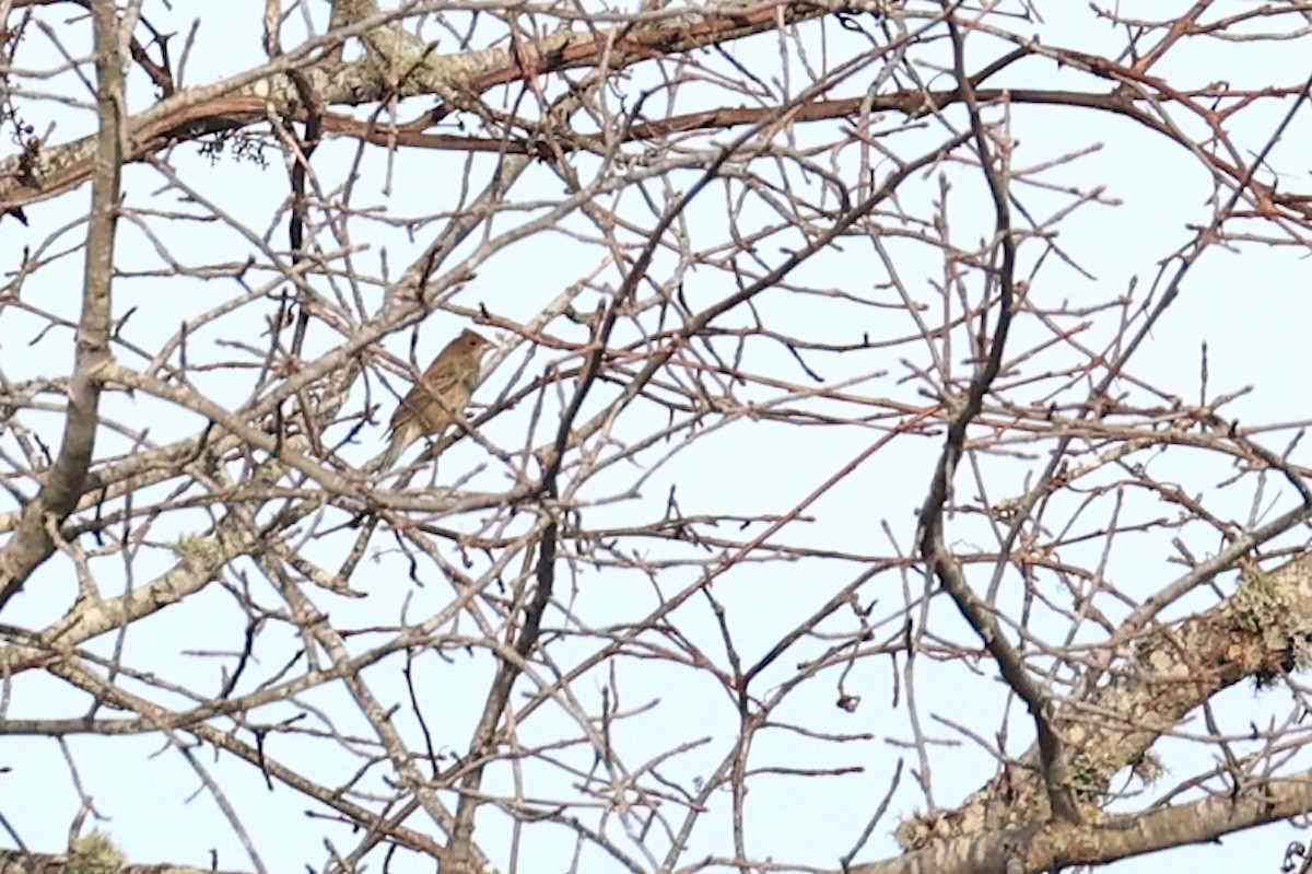 Passerin indigo - ML646692183