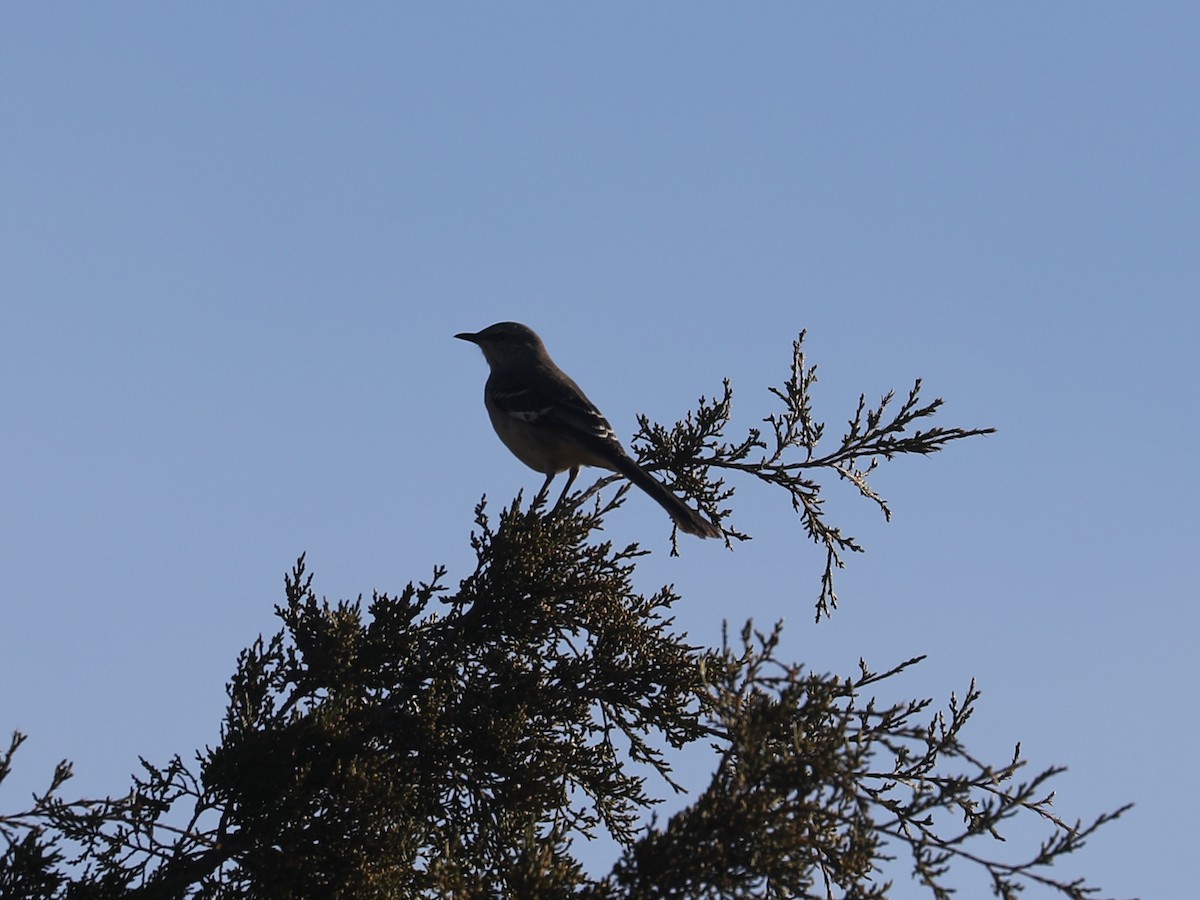 Пересмішник багатоголосий - ML646692185