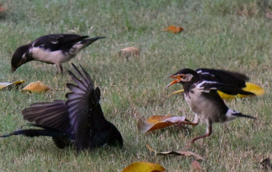 印度鵲椋鳥 - ML646692187