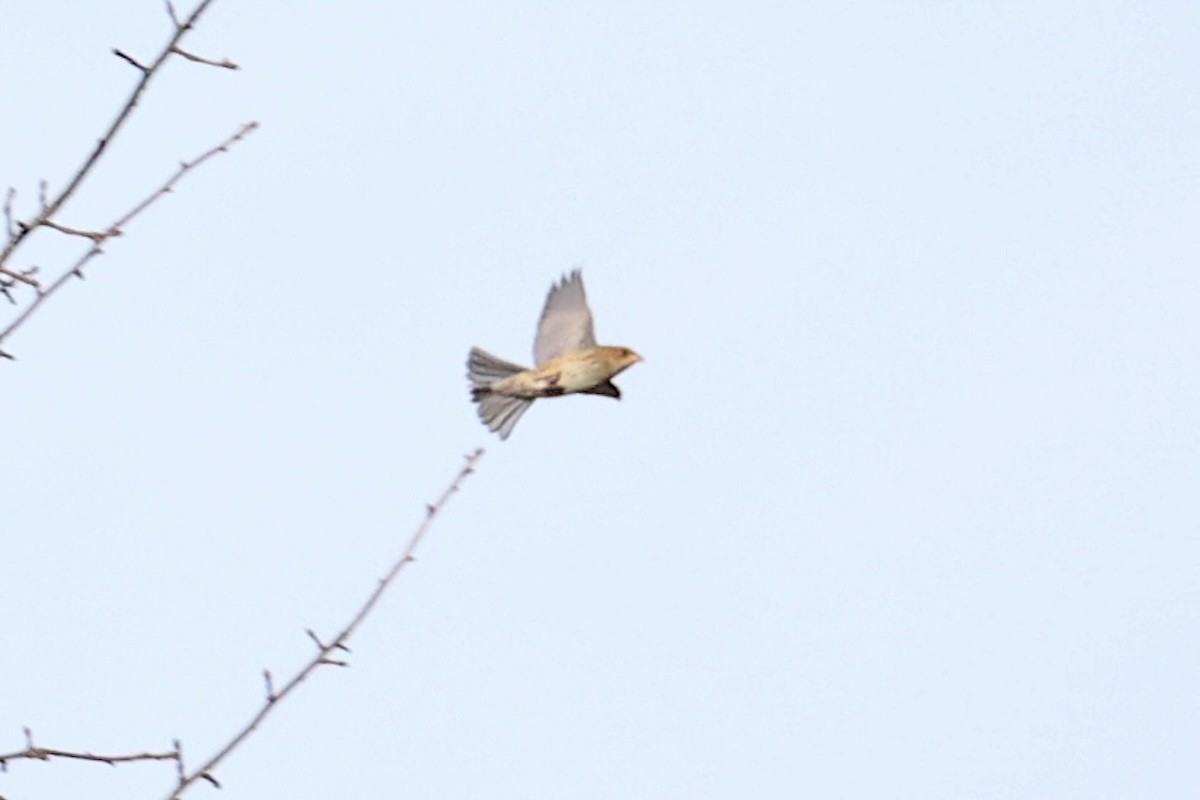 Passerin indigo - ML646692188