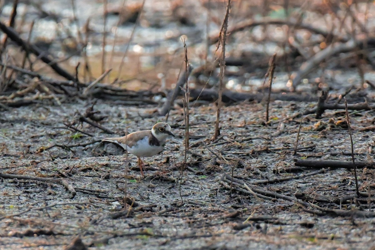 Little Ringed Plover - ML646692189