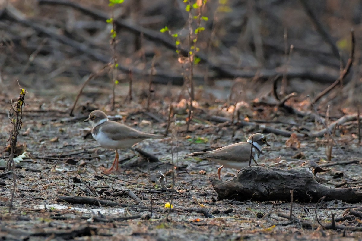 Little Ringed Plover - ML646692190