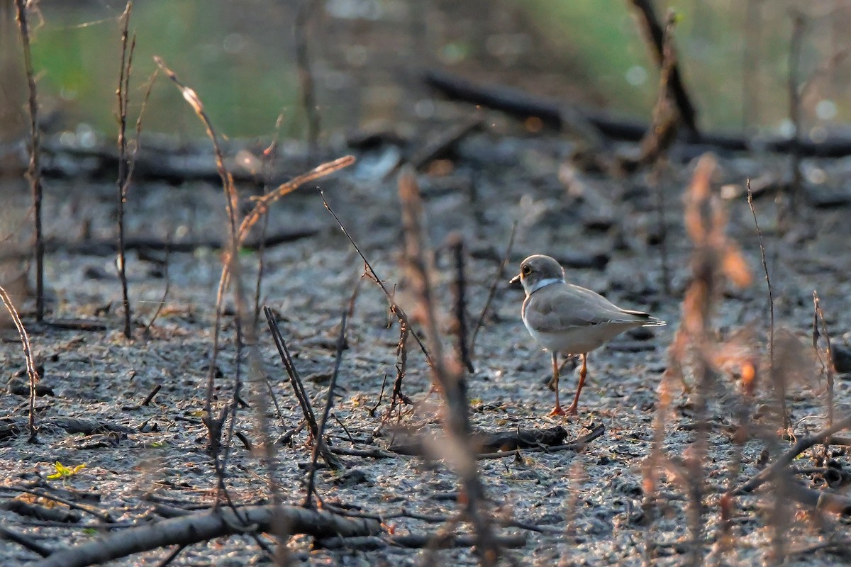 Little Ringed Plover - ML646692191
