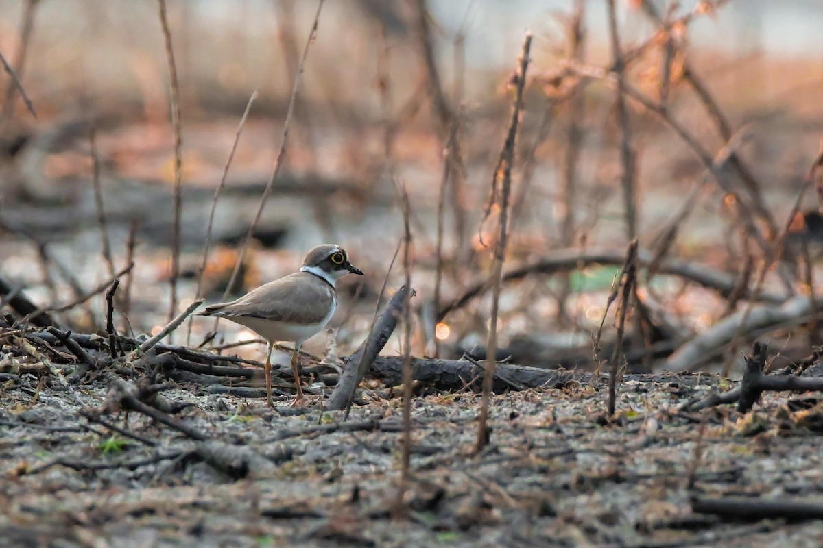 Little Ringed Plover - ML646692192