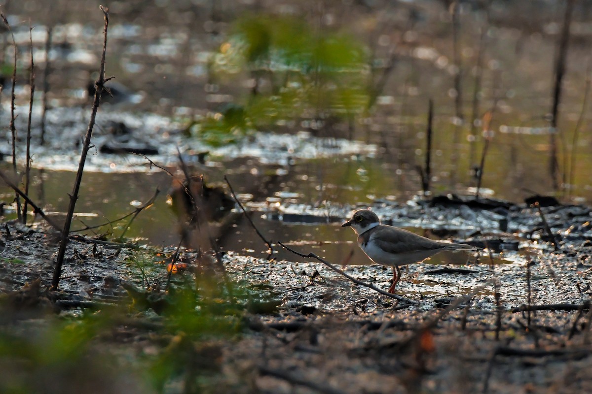 Little Ringed Plover - ML646692193
