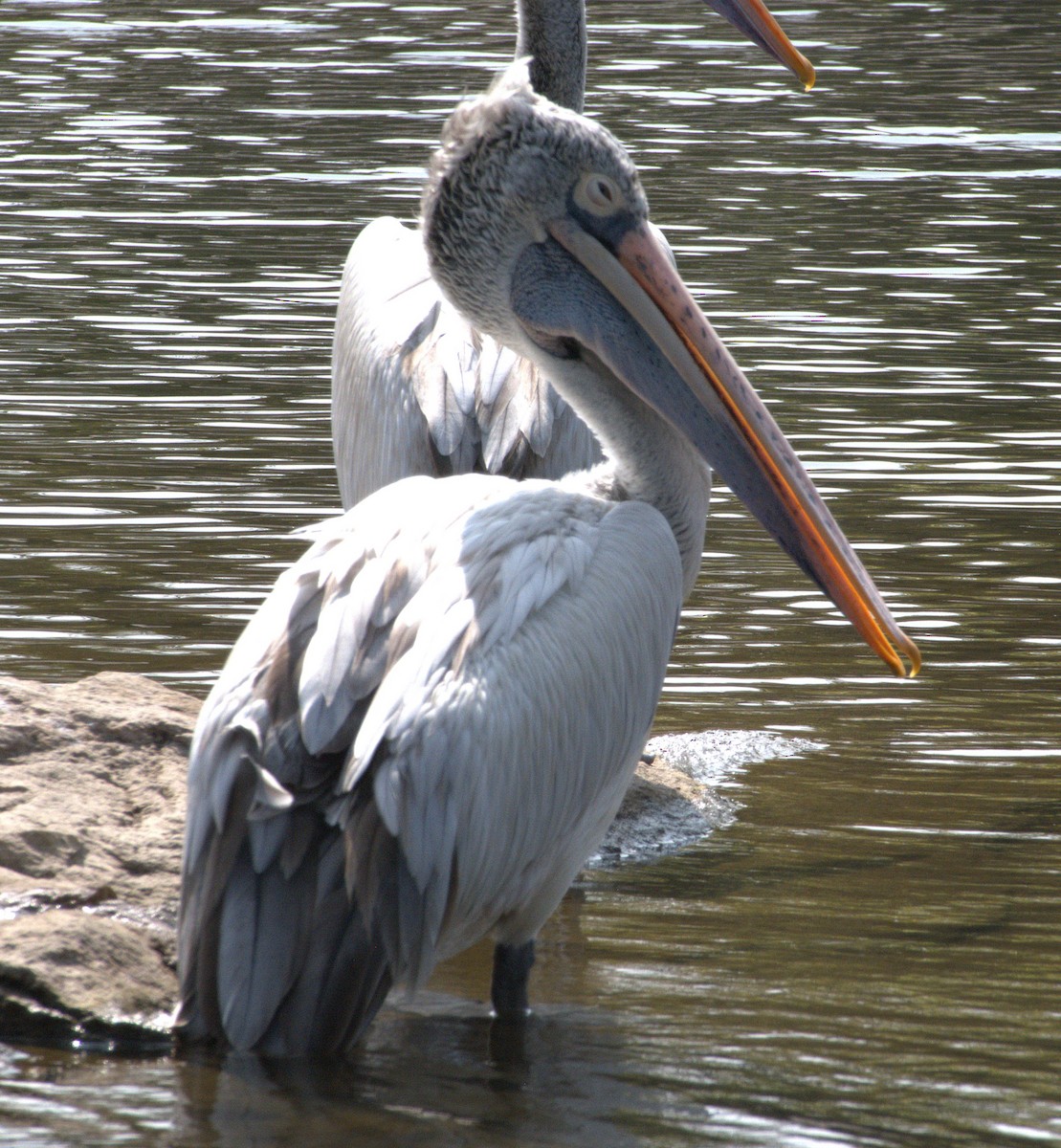 Pelikano tantoduna - ML646692194