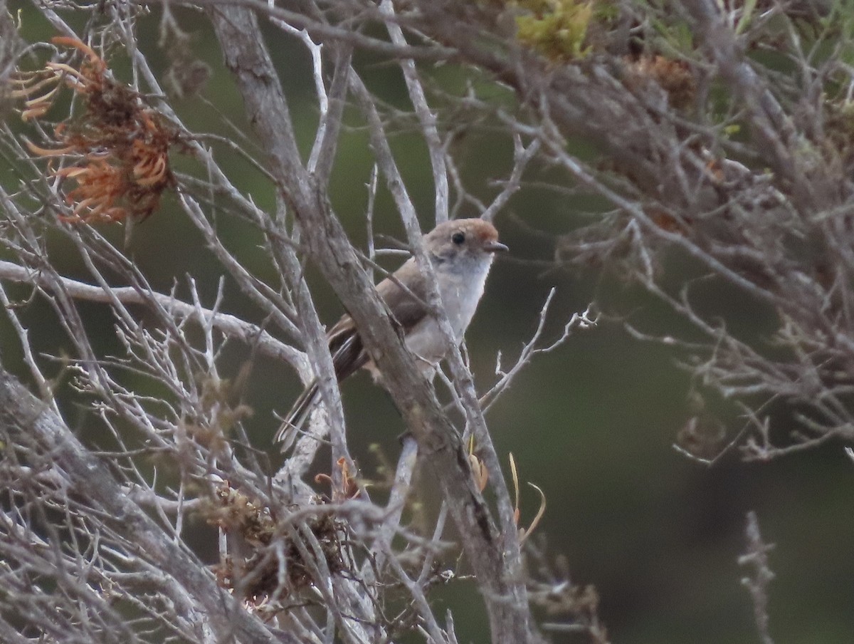 Red-capped Robin - ML646692195