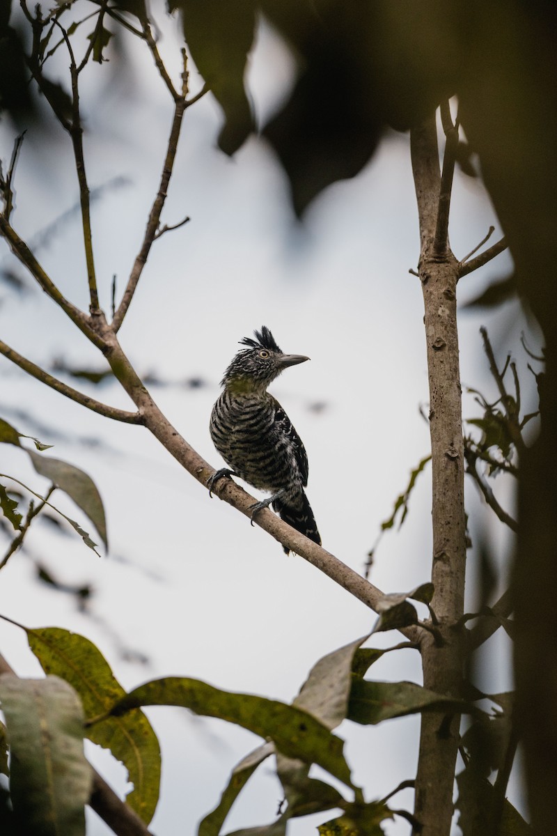 Barred Antshrike - ML646692196