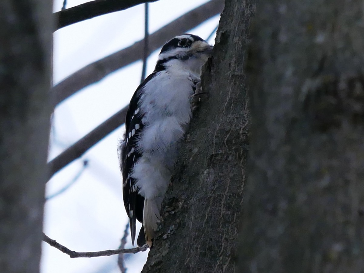 Hairy Woodpecker - ML646692197