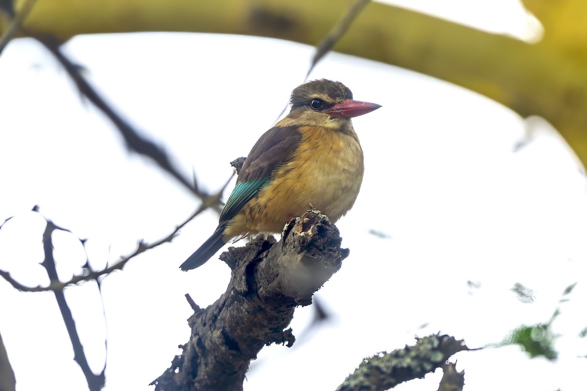Brown-hooded Kingfisher - ML646692198