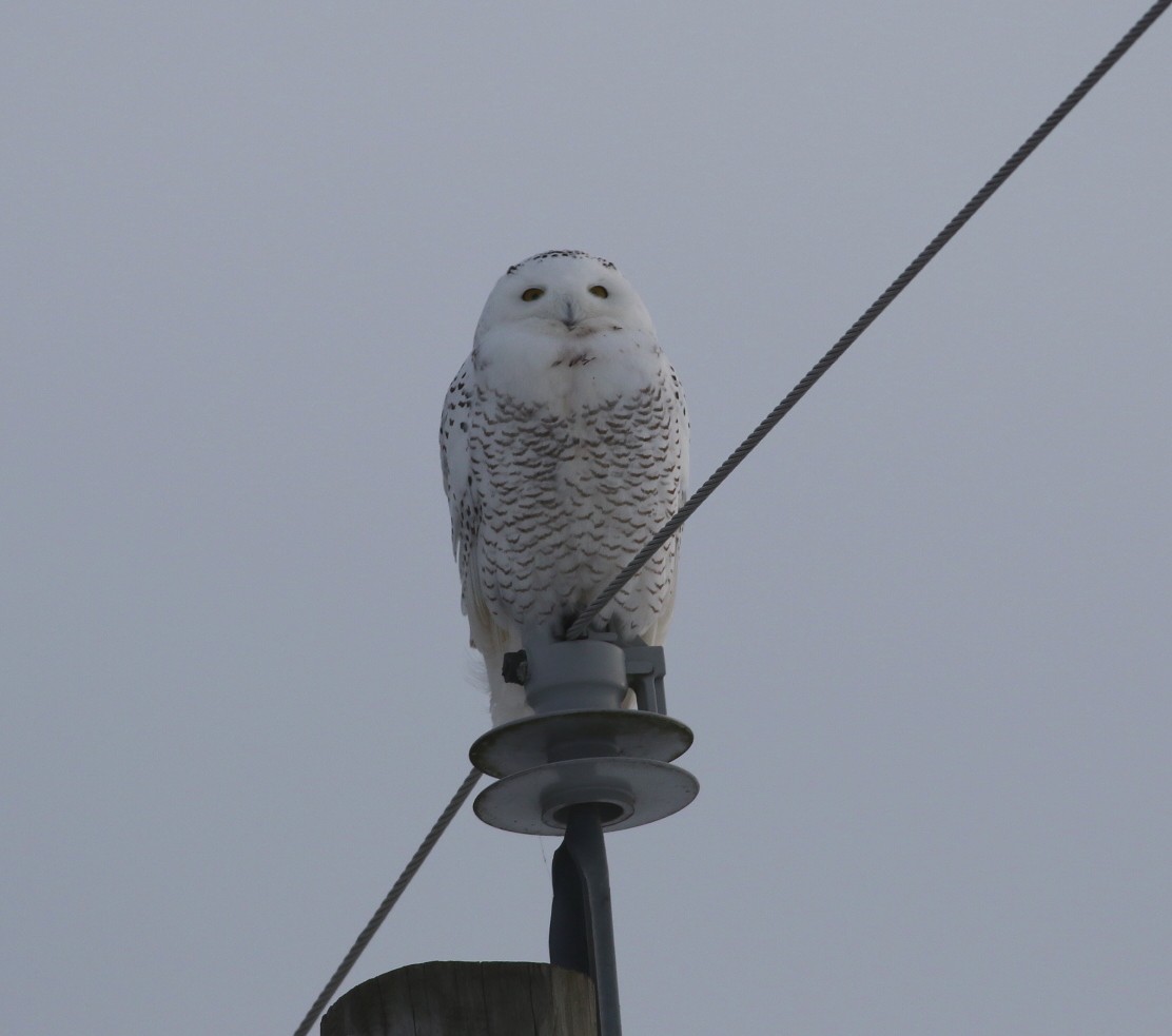 Snowy Owl - ML646692199