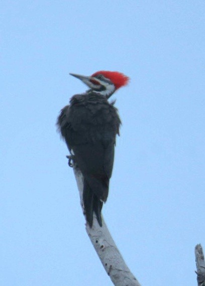 Pileated Woodpecker - ML646692200