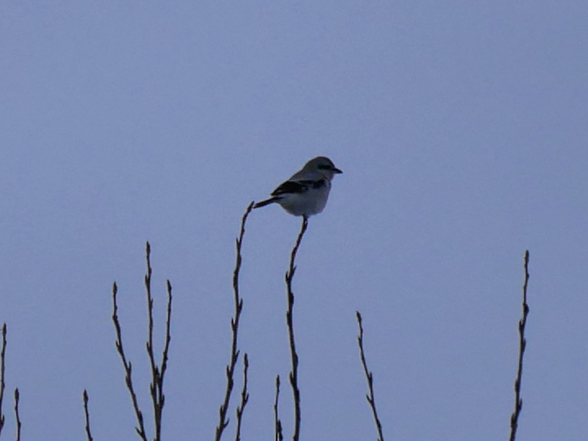 Northern Shrike - ML646692204