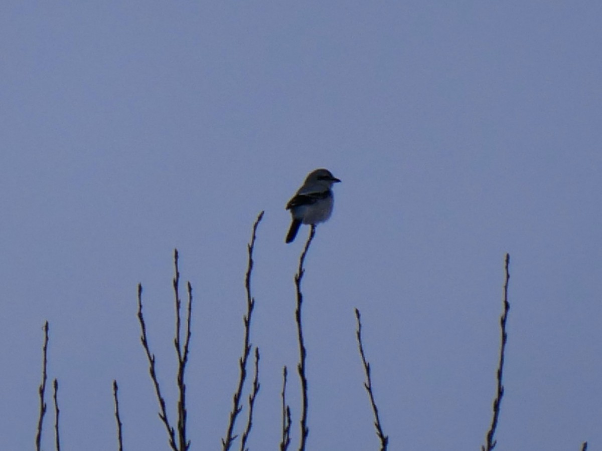 Northern Shrike - ML646692209