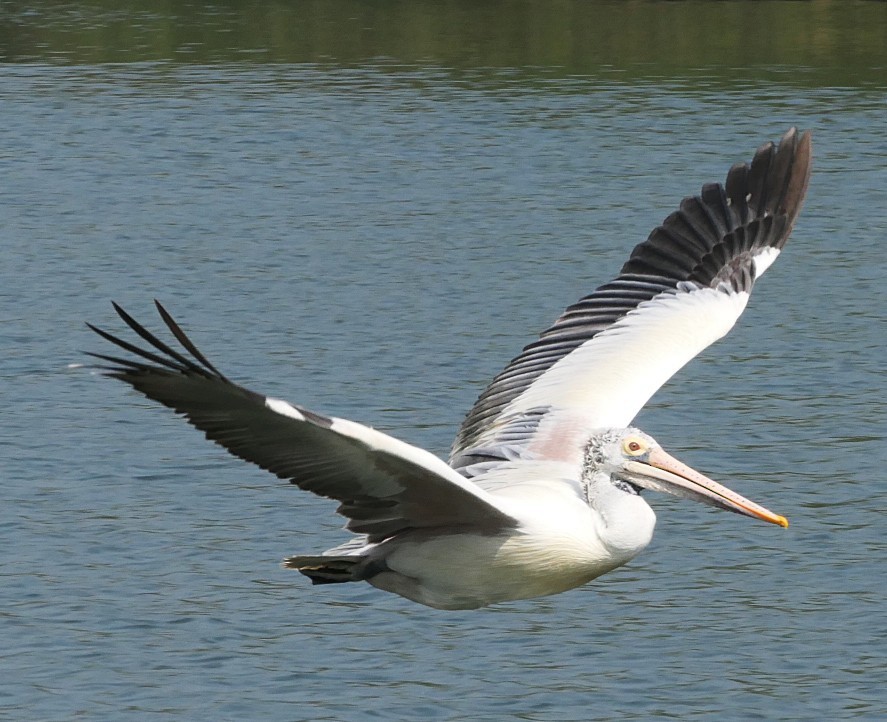 Pelikano tantoduna - ML646692211