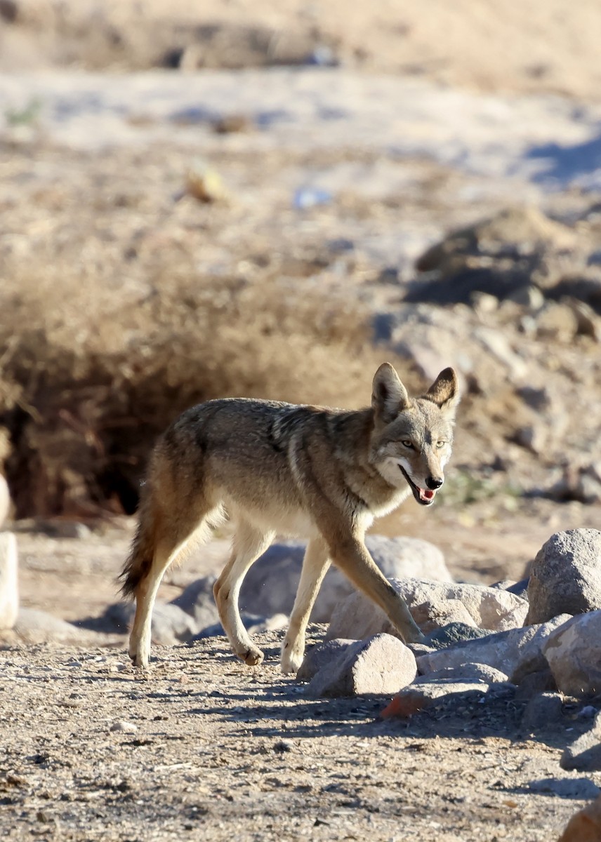 זאב ערבות - ML646692212