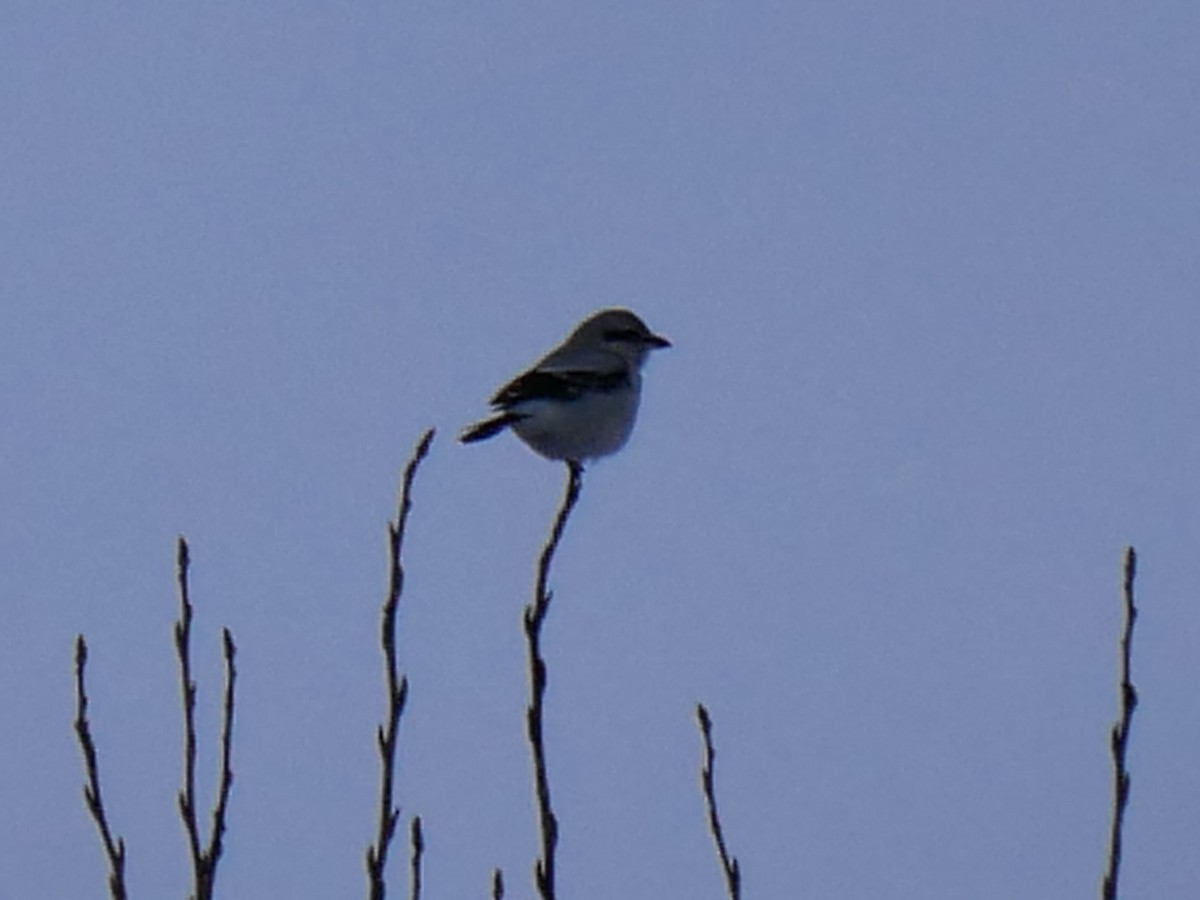 Northern Shrike - ML646692213