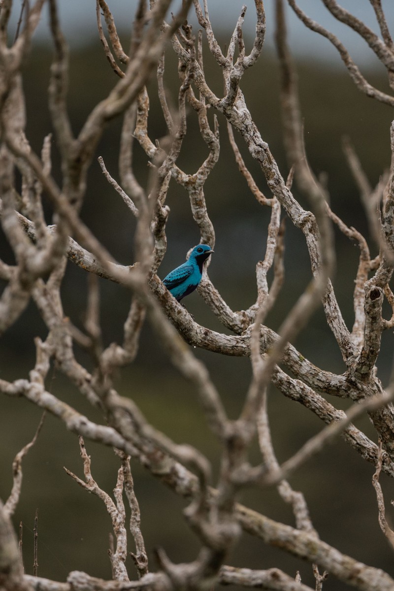 Blue Cotinga - ML646692214