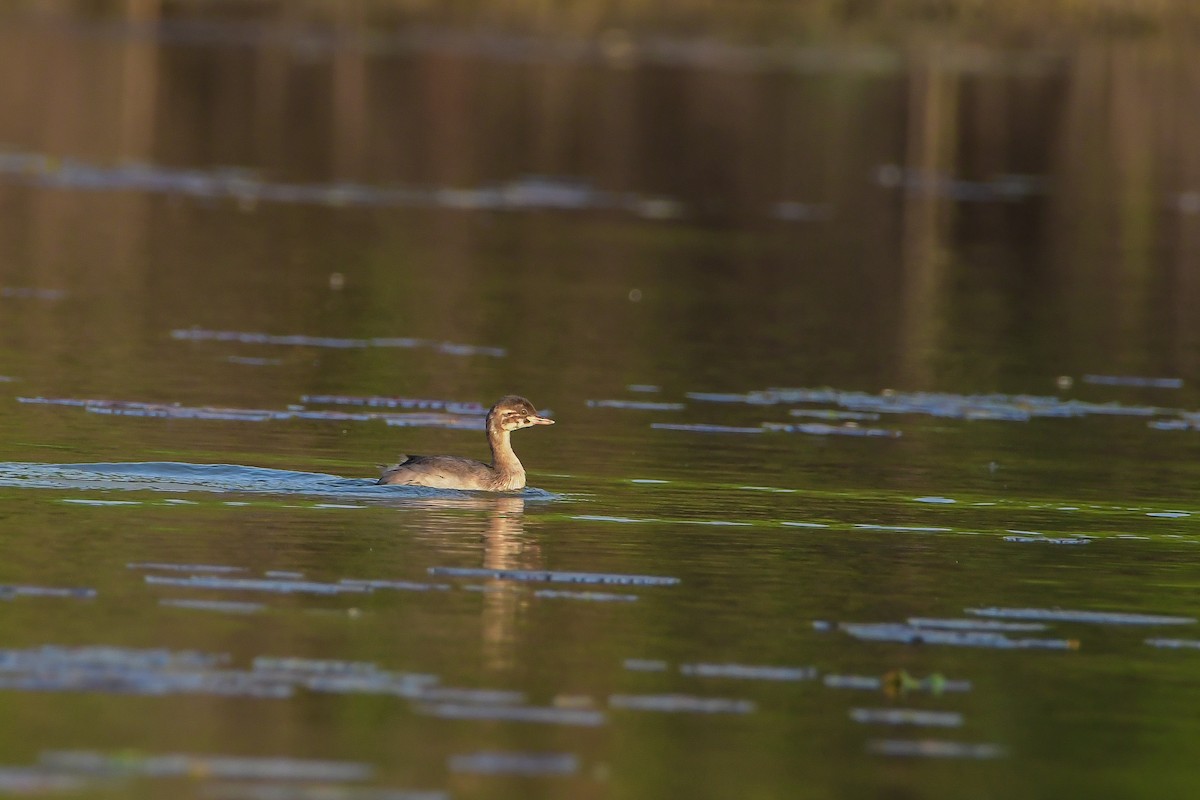Little Grebe - ML646692215