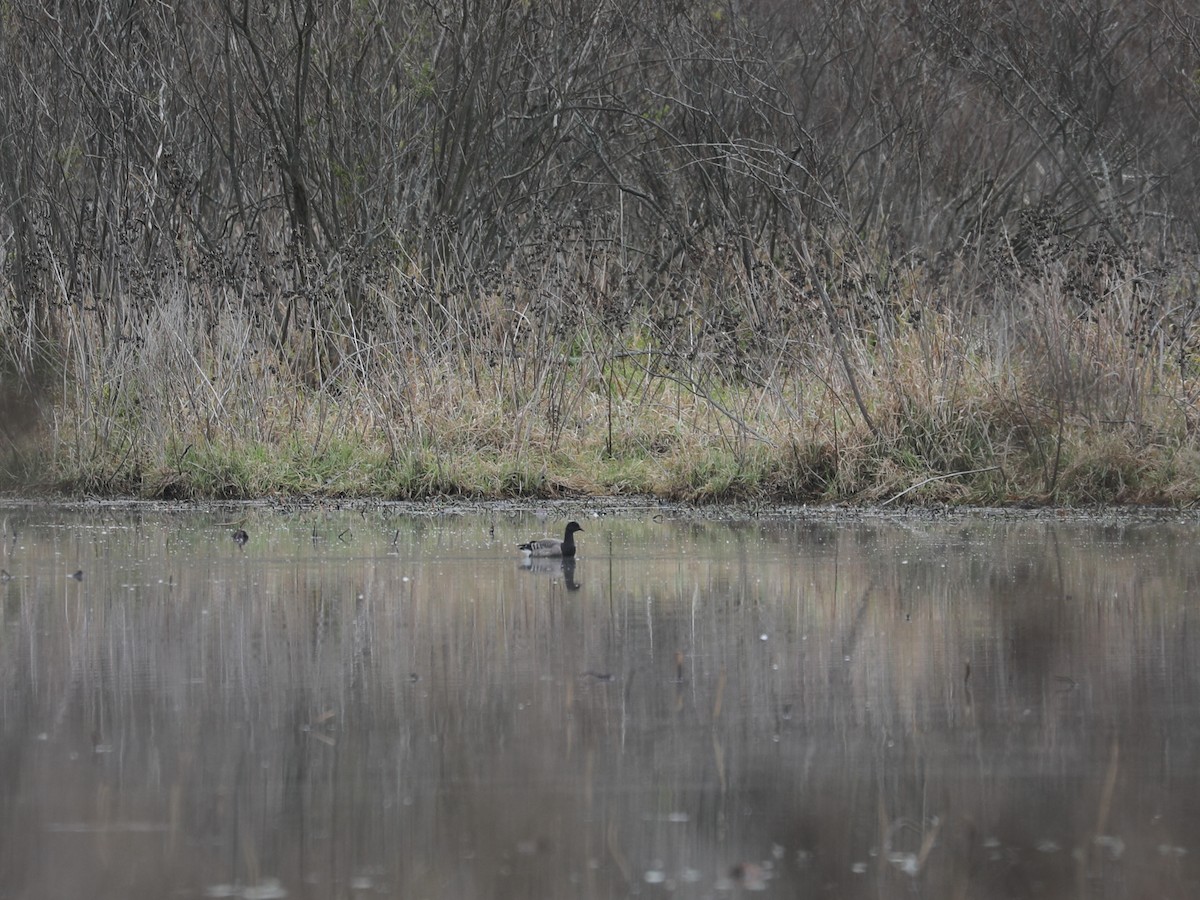 Казарка чорна - ML646692216