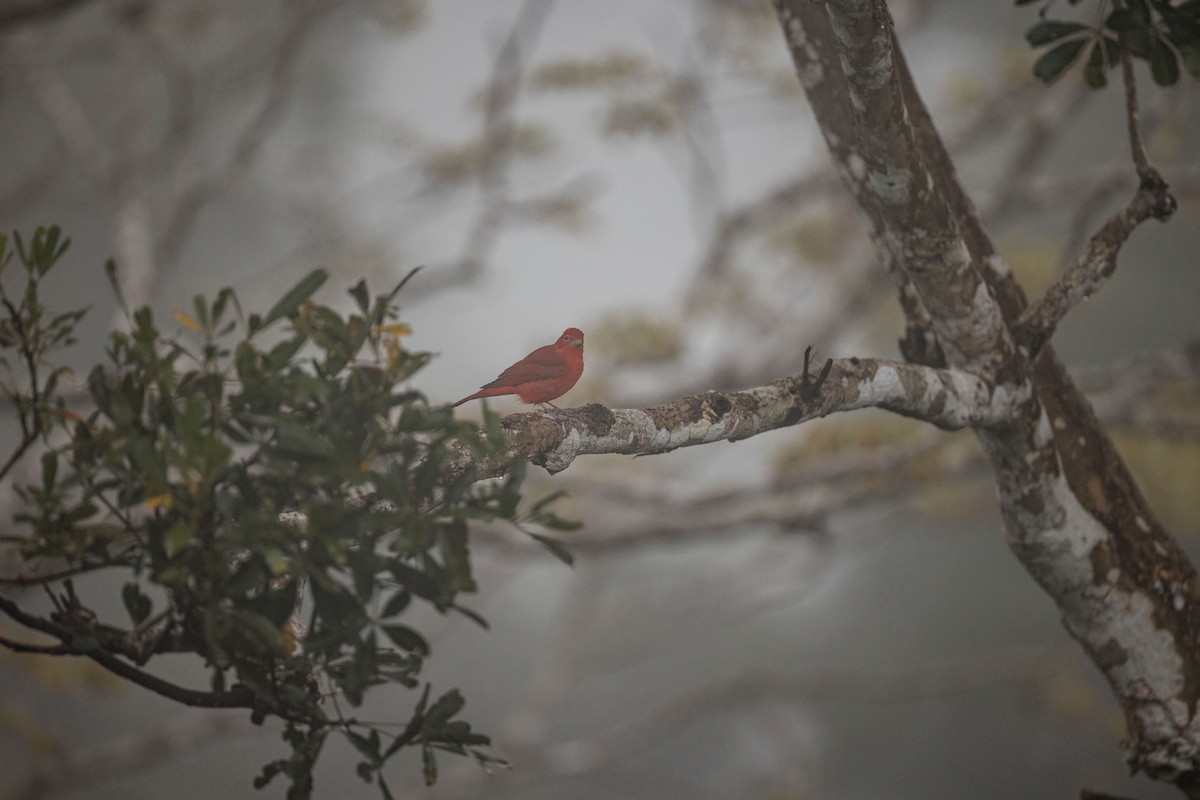 Summer Tanager - ML646692217