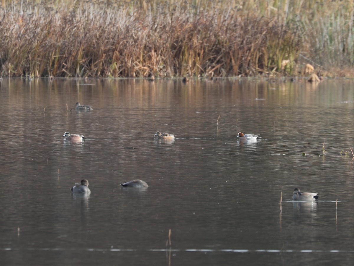Свищ євразійський - ML646692218