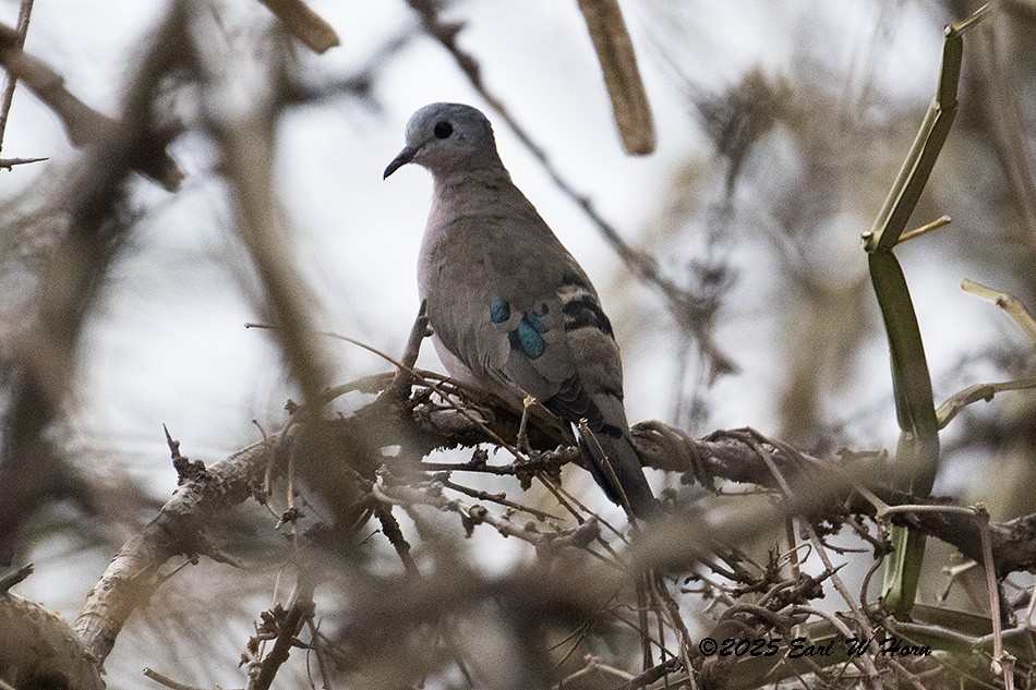 Emerald-spotted Wood-Dove - ML646692219