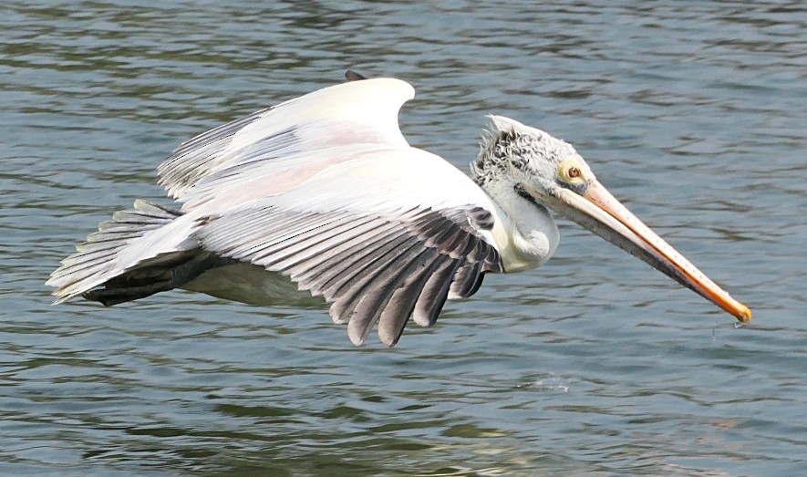 Pelikano tantoduna - ML646692220