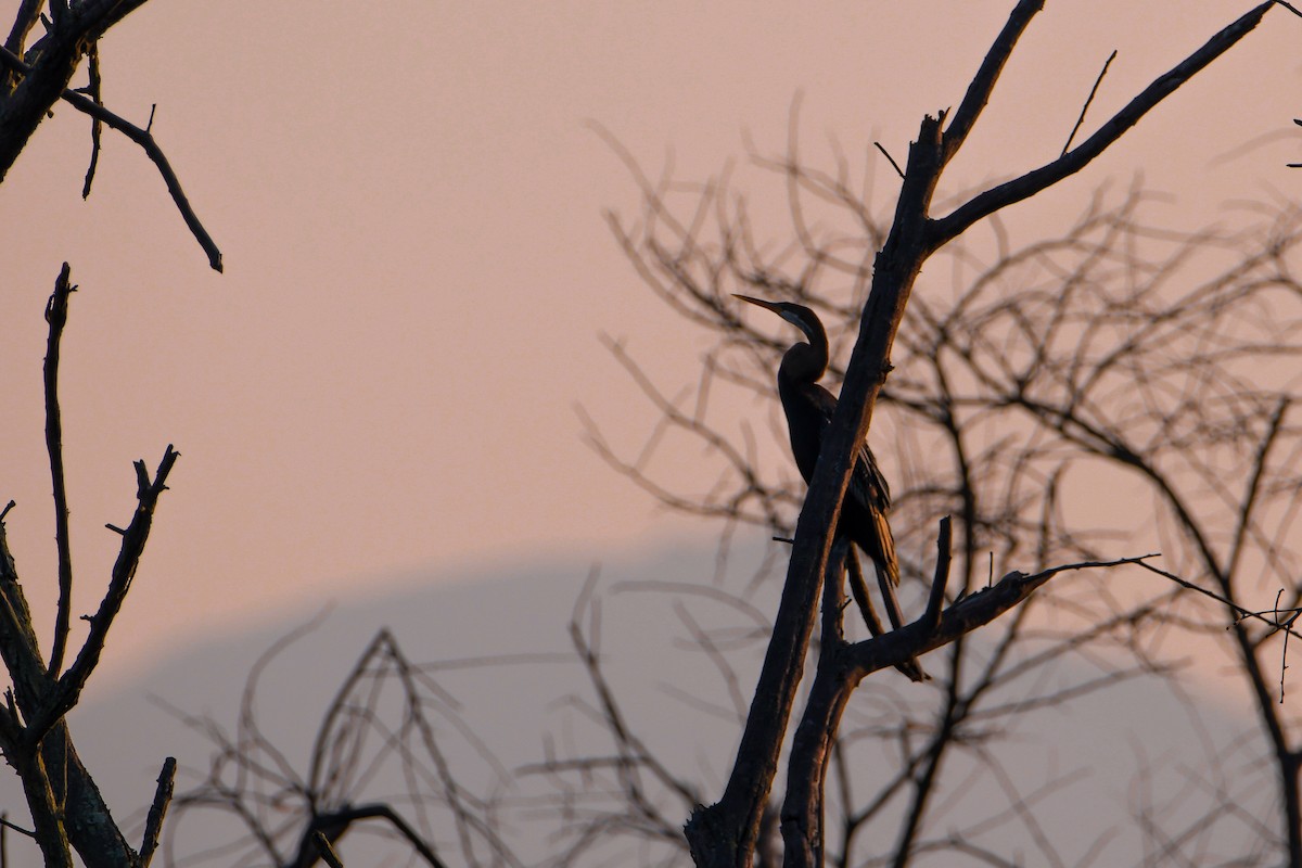 Oriental Darter - ML646692221
