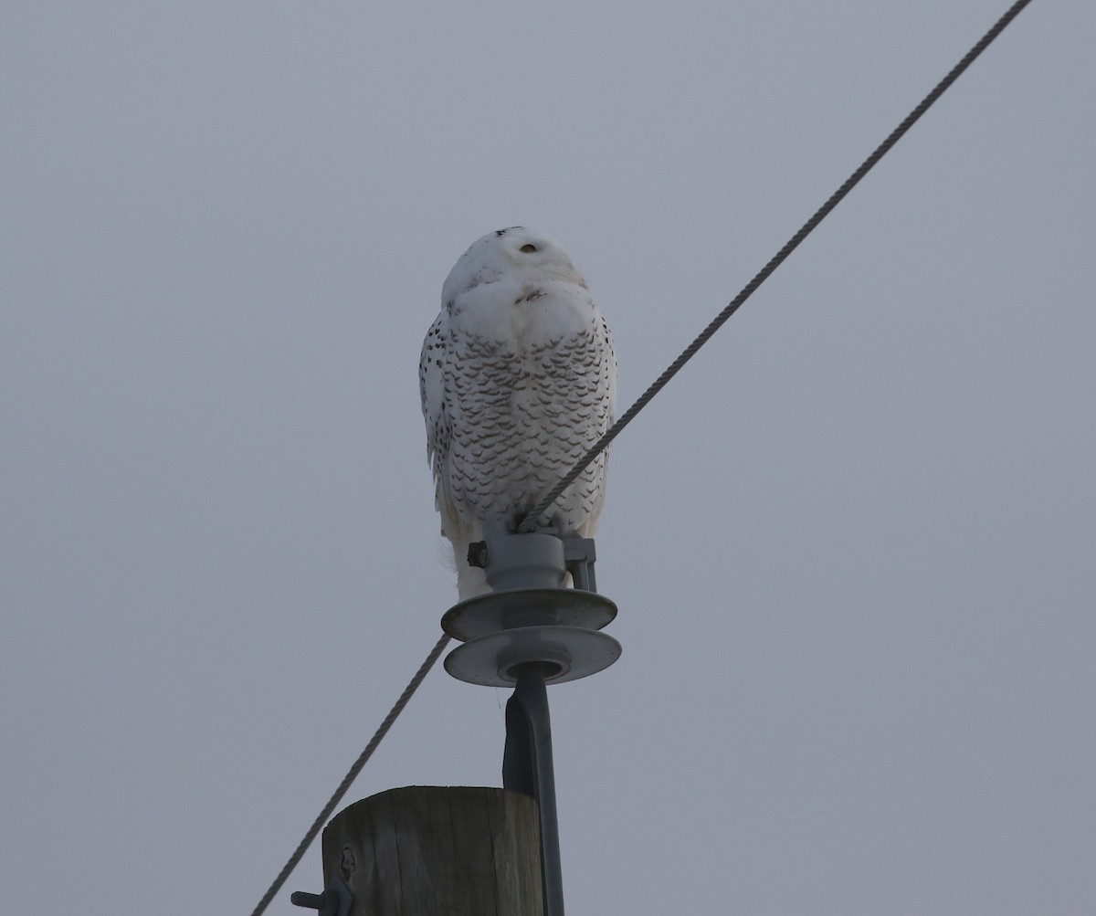 Snowy Owl - ML646692222