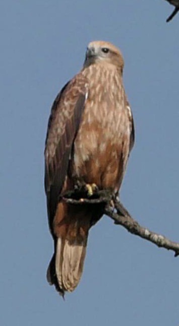 Black Kite - ML646692223