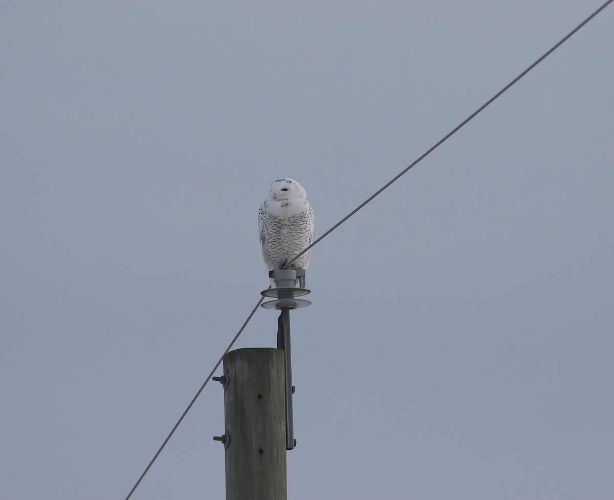 Snowy Owl - ML646692227