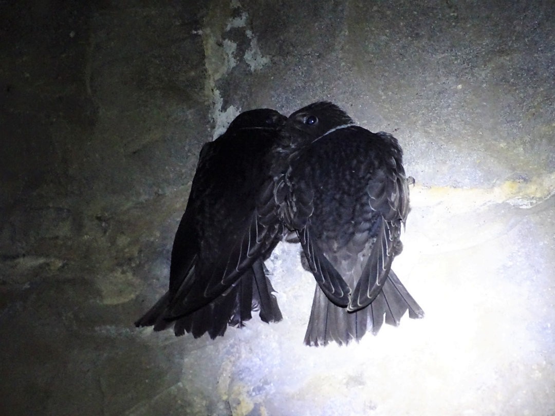 White-collared Swift - ML646692228