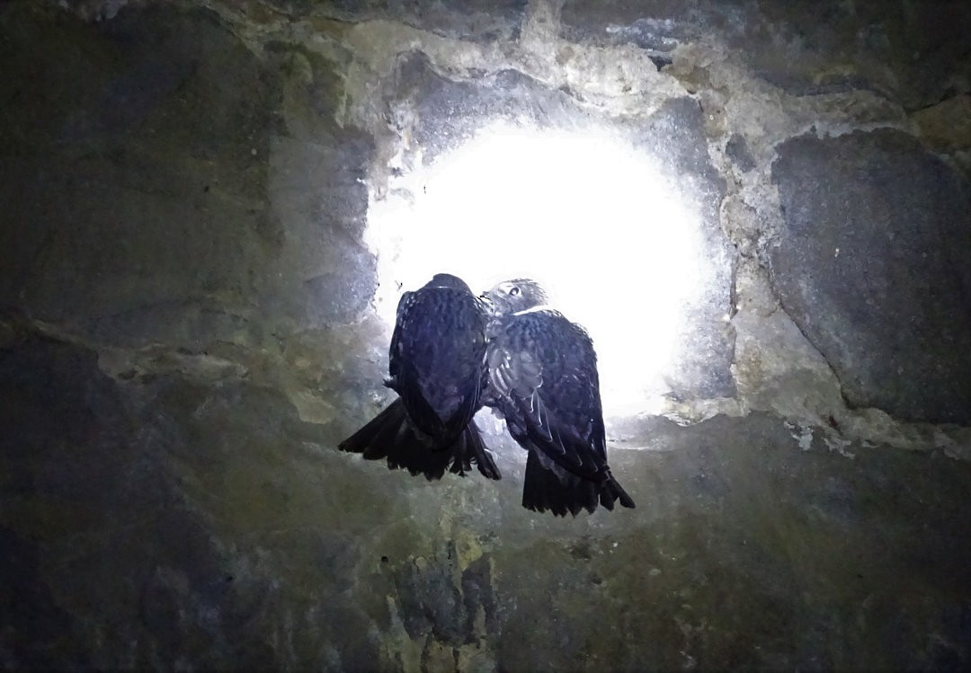 White-collared Swift - ML646692230