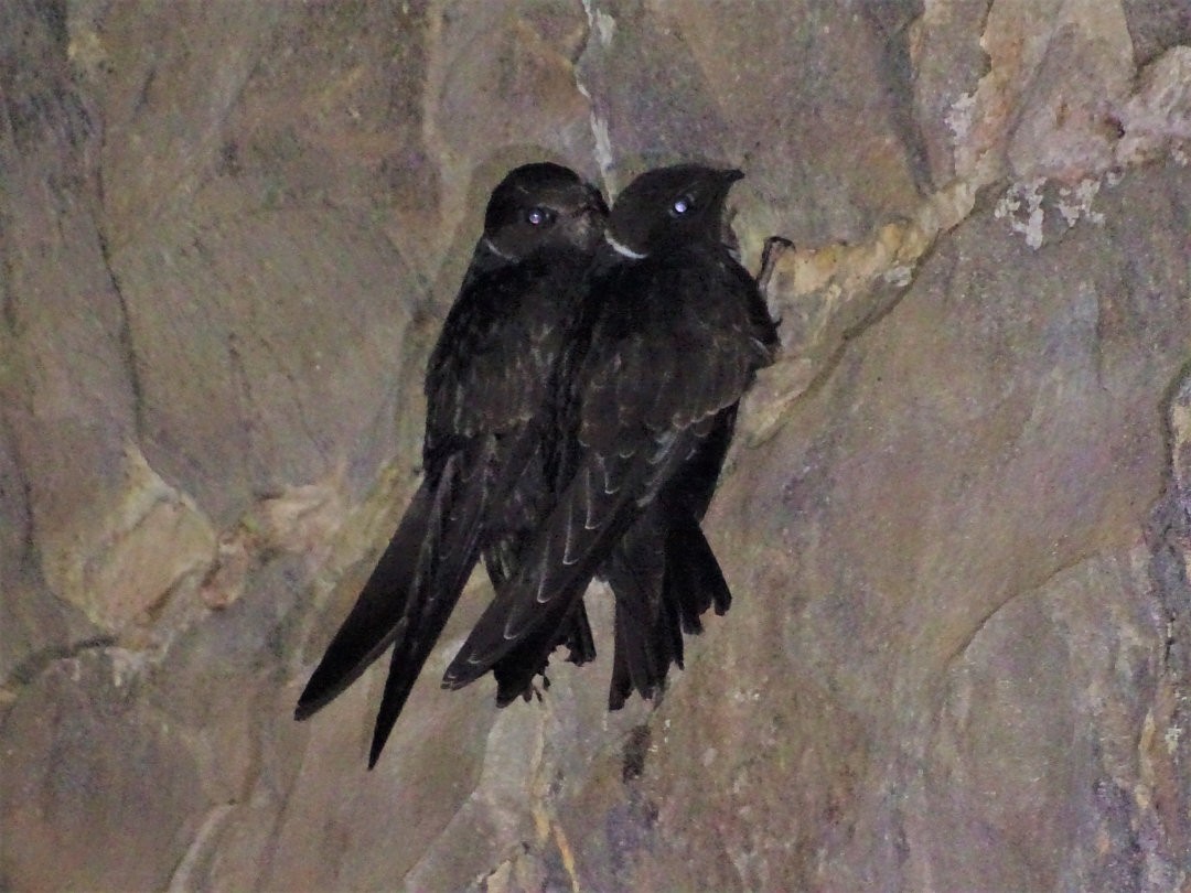 White-collared Swift - ML646692234