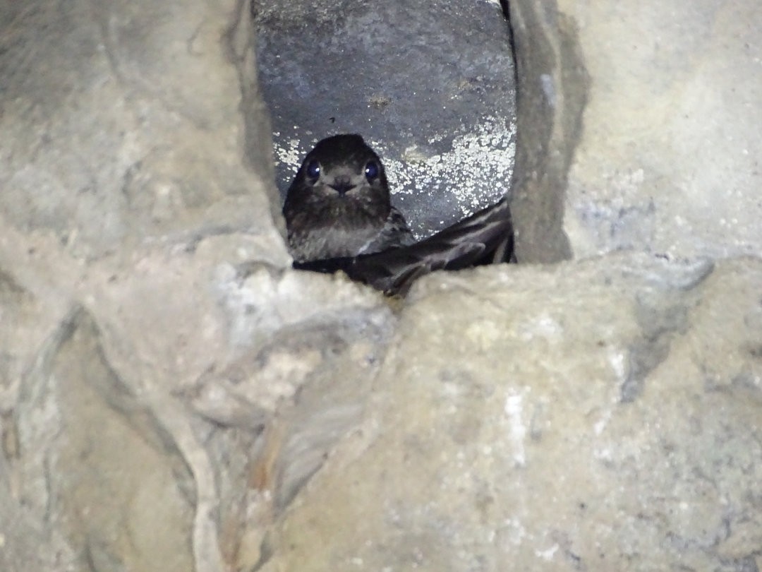 White-collared Swift - ML646692236