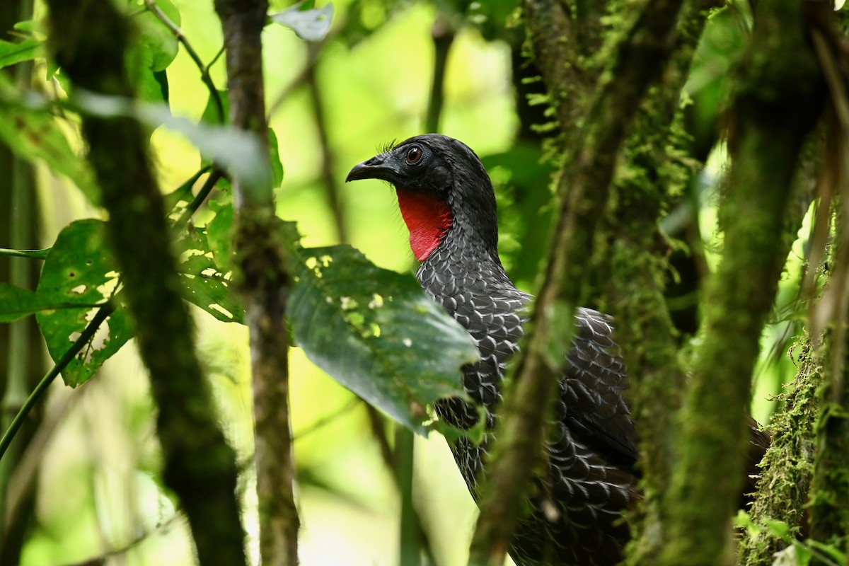 Cauca Guan - ML646692237