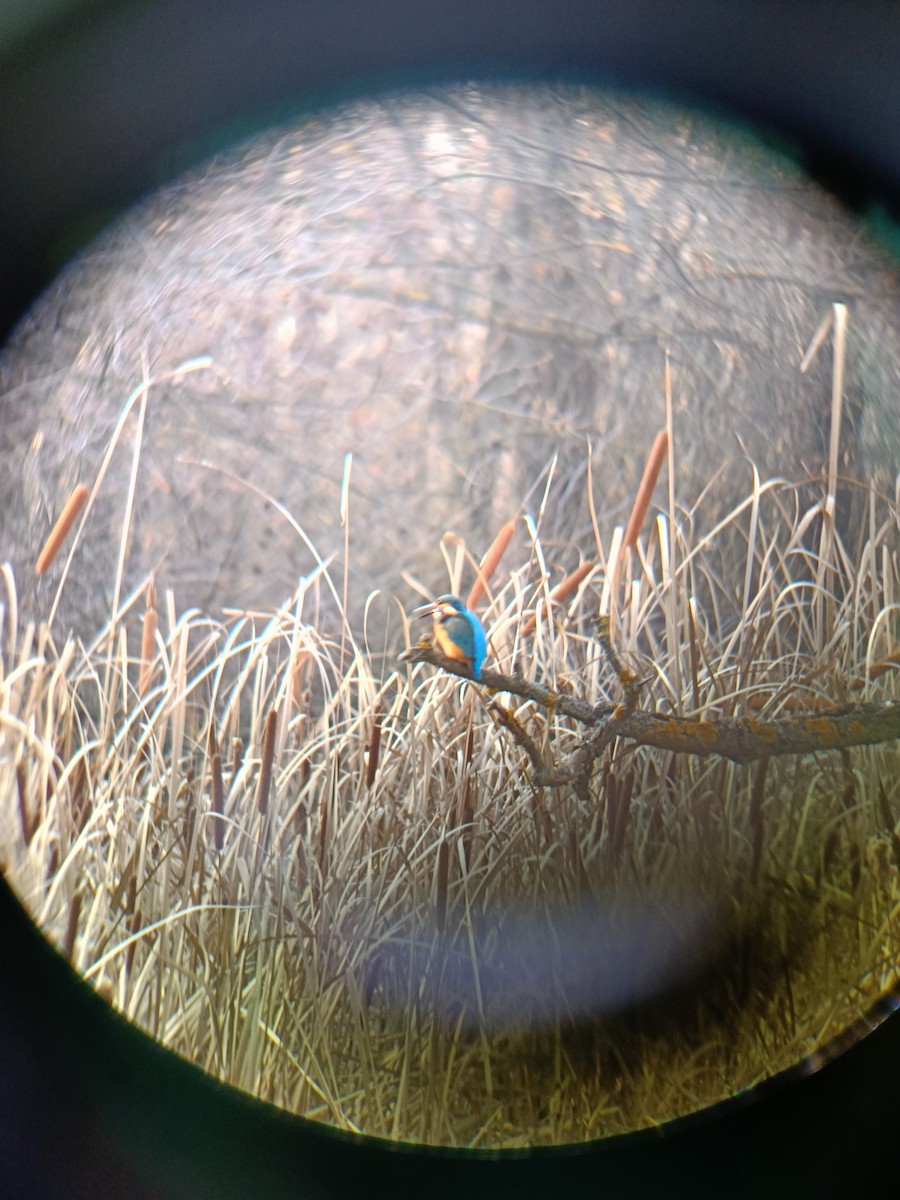 Common Kingfisher - ML646692238