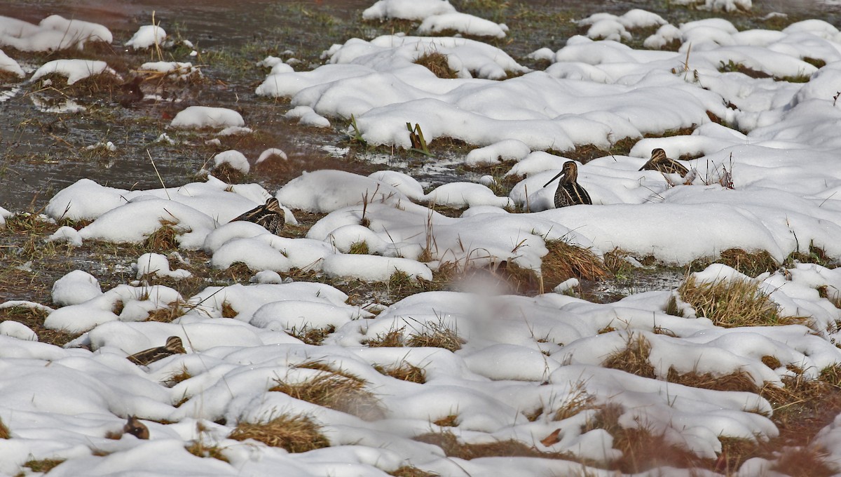 Wilson's Snipe - ML646692239
