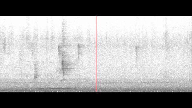 Paloma Montaraz Común - ML646692240