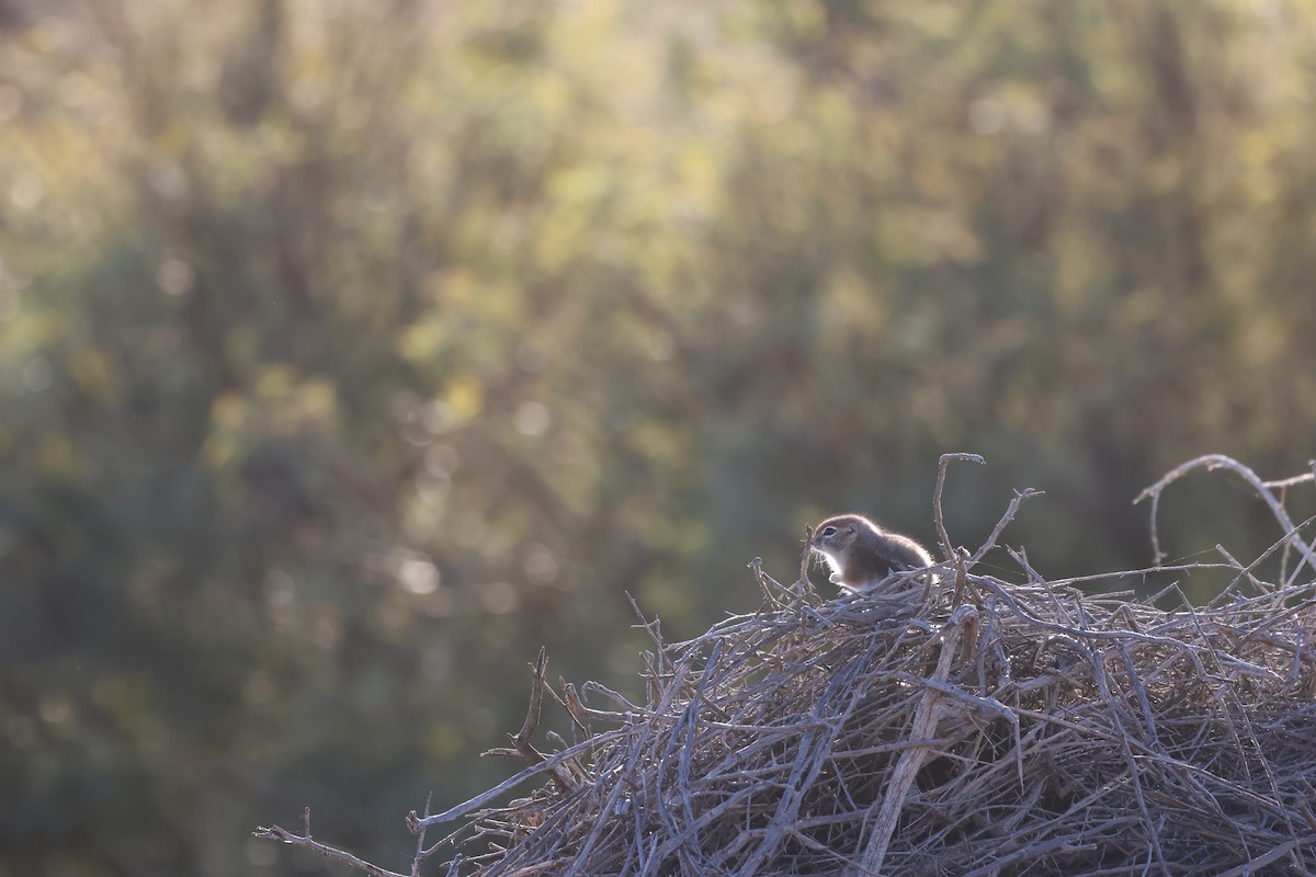 White-tailed Antelope Squirrel - ML646692243