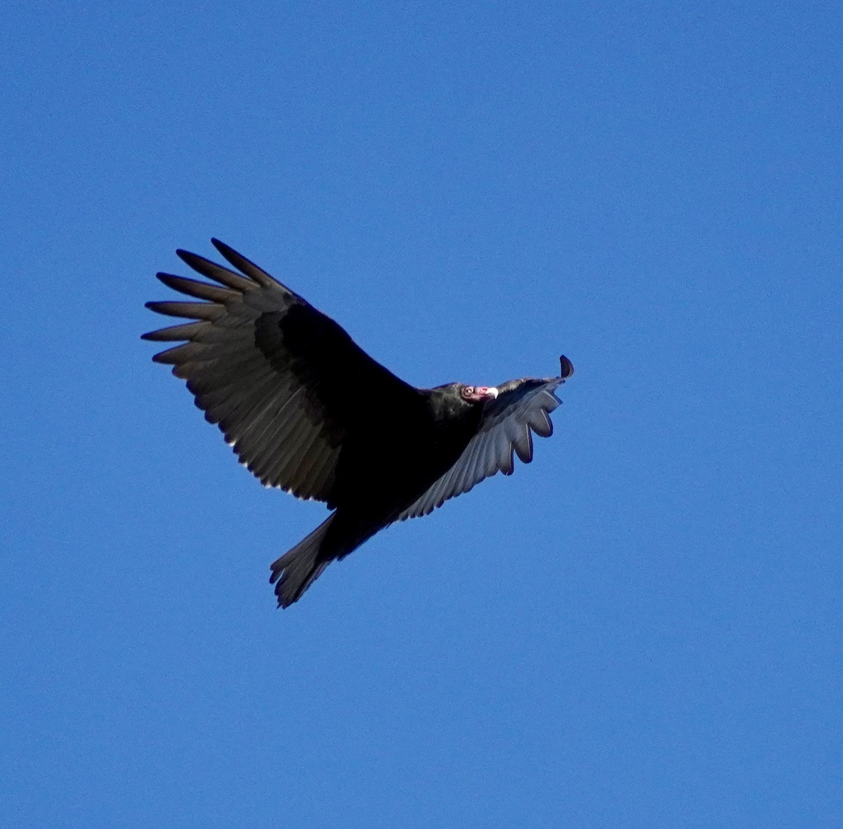 kalkunkondor - ML646692245