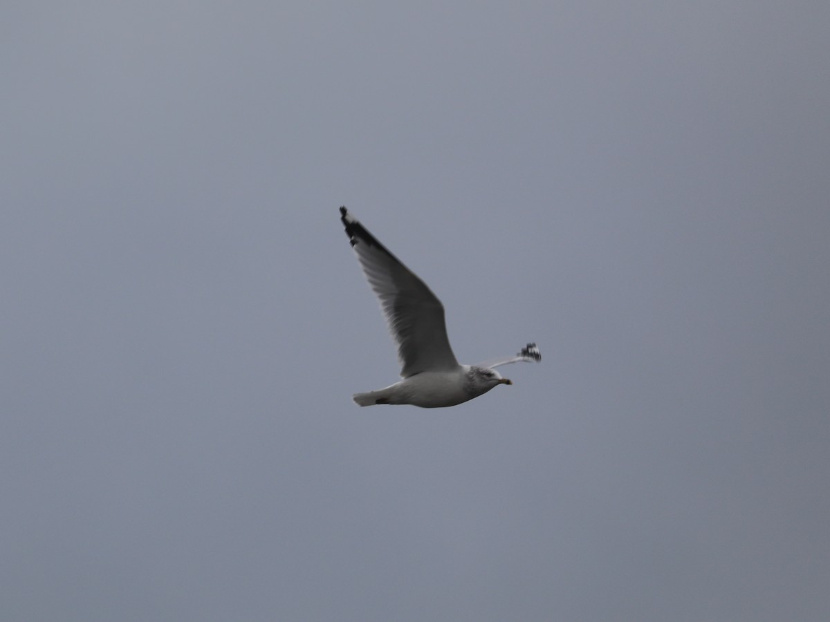 Мартин делаверський - ML646692249