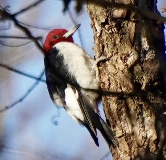 rødhodespett - ML646692250