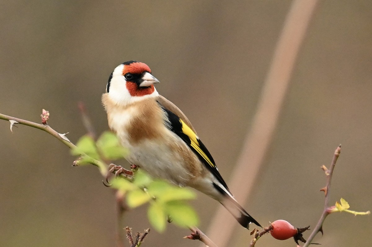 European Goldfinch - ML646692253