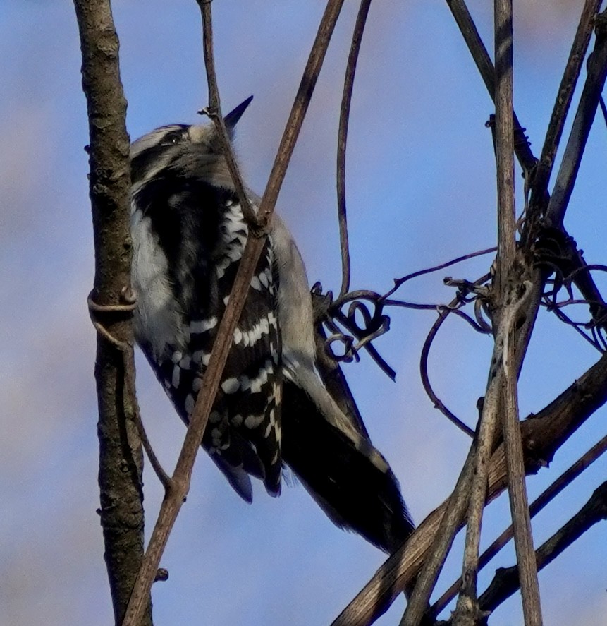 dunspett - ML646692254