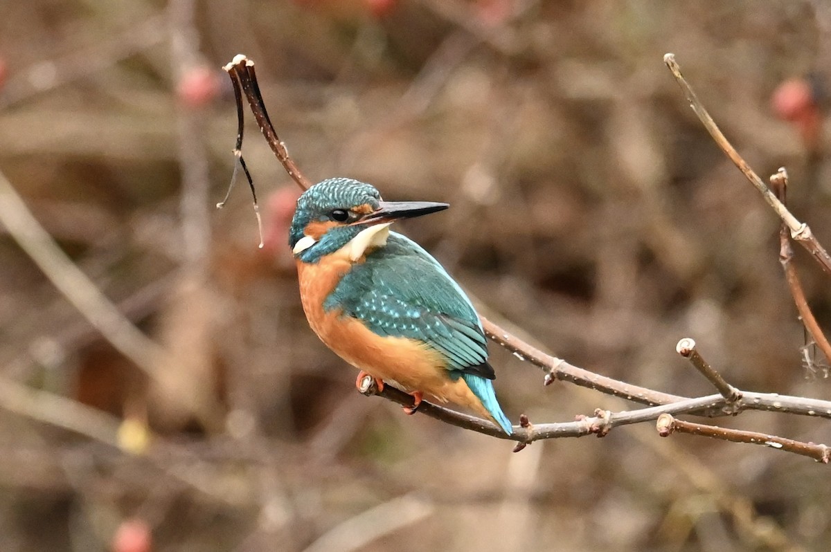 Common Kingfisher - ML646692255